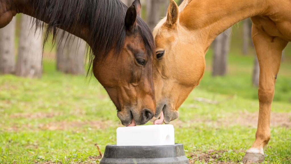 Livestock using a Himalayan salt lick block