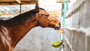 Livestock salt lick block