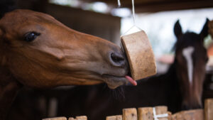 Himalayan salt lick block in a field